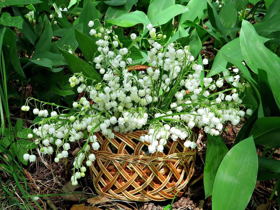 Конваллятоксин. Фото