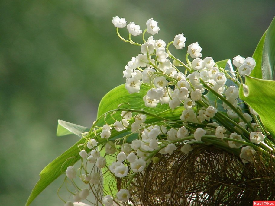 Неонила цветок фото