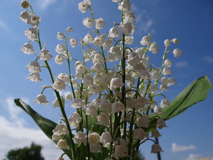 Горный Ландыш фото