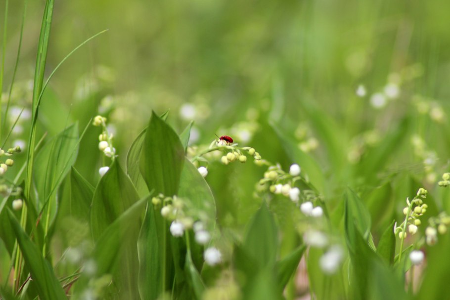 Фотообои на стену Ландыши