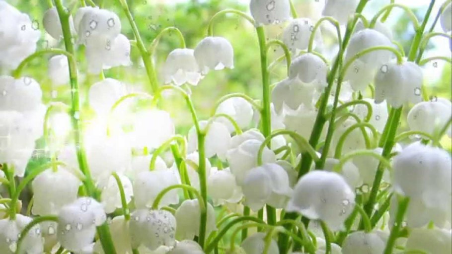 Май Ландыши