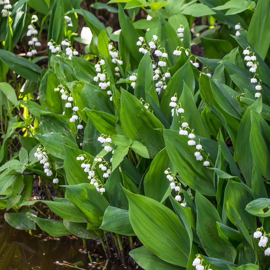 Полянка ландышей