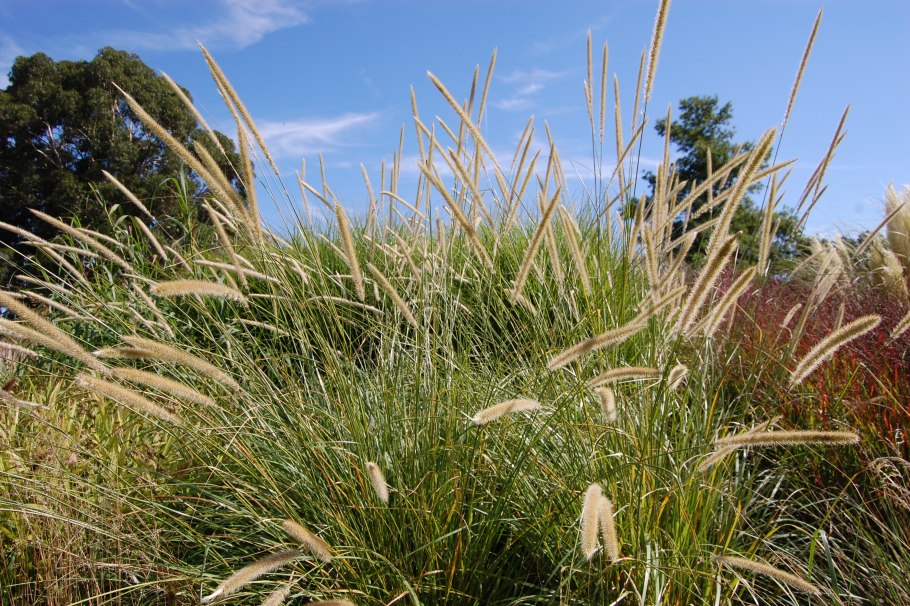 Мятлик обыкновенный