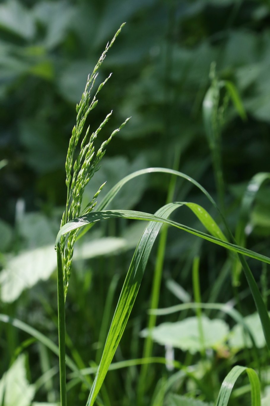 Тимофеевка мятлик овсяница