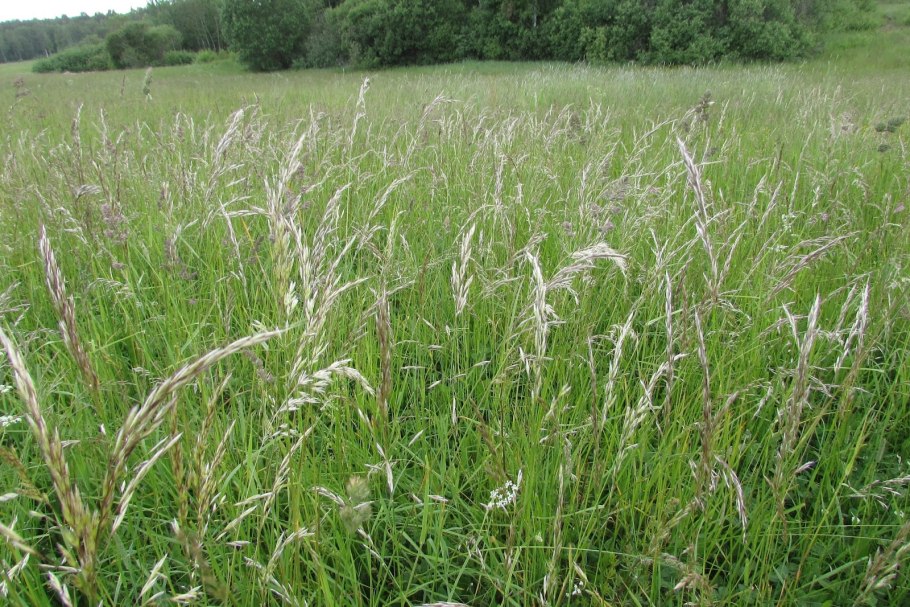 Райграс пастбищный Lolium perenne