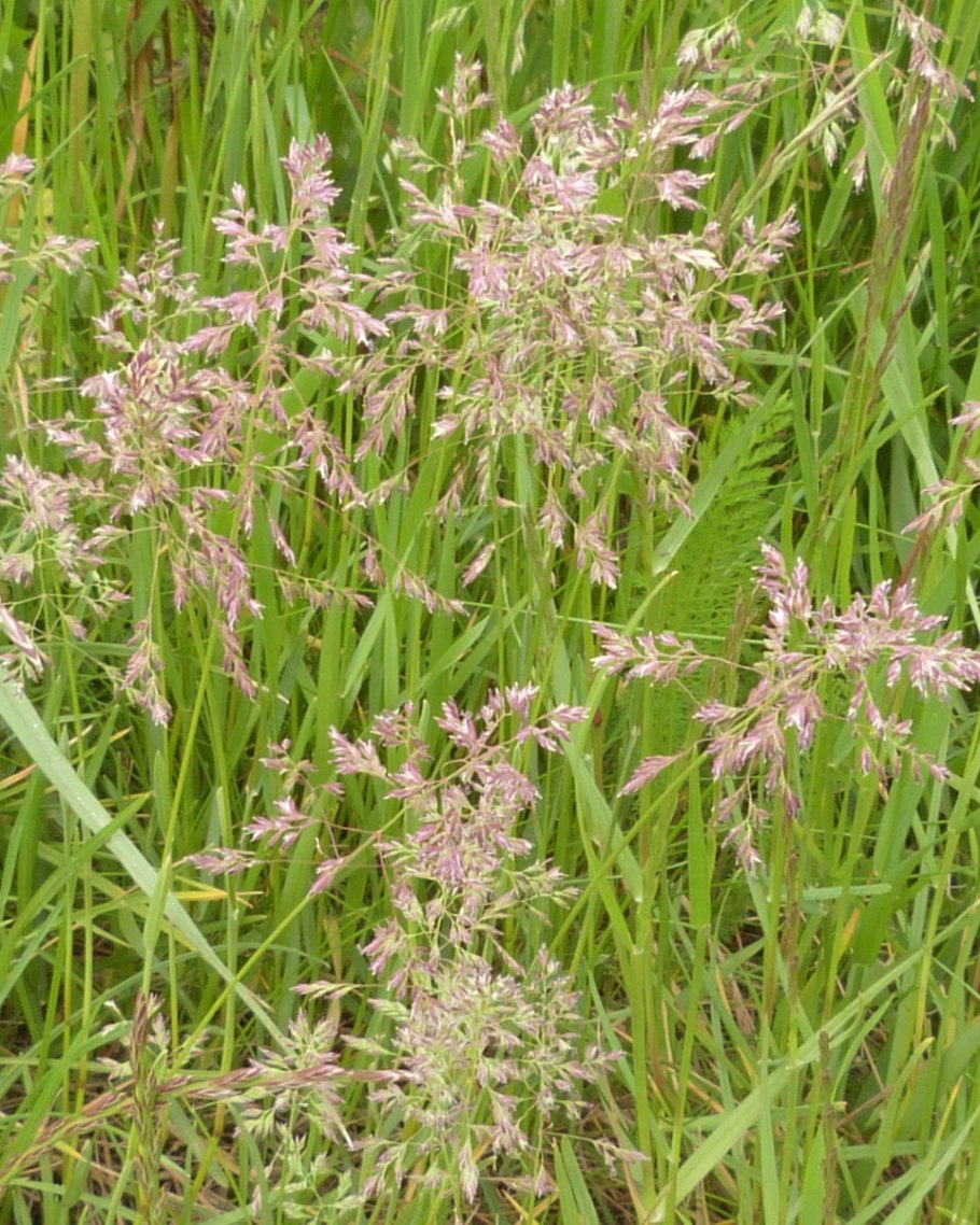 Ламаркия декоративный злак