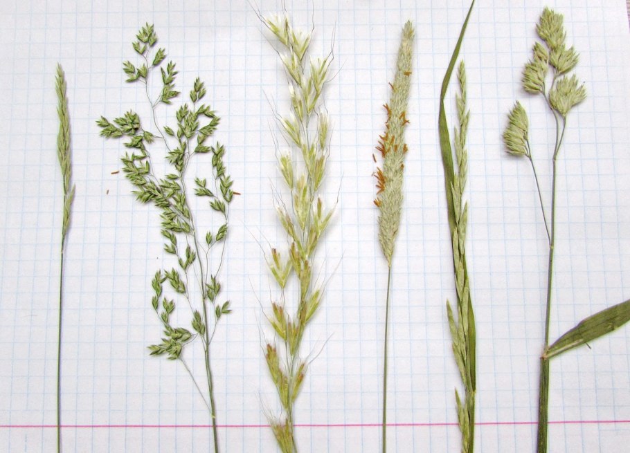 Poaceae семейство