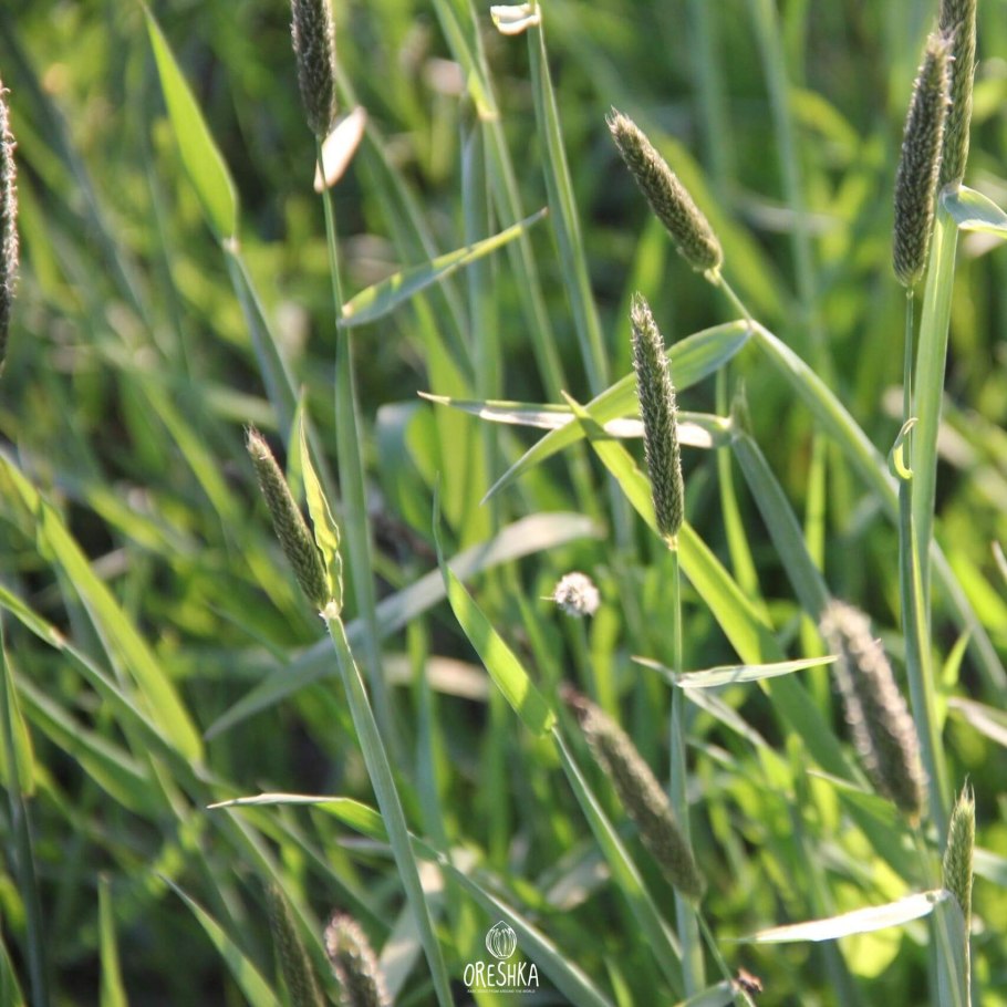Мятлик Луговой (POA pratensis)