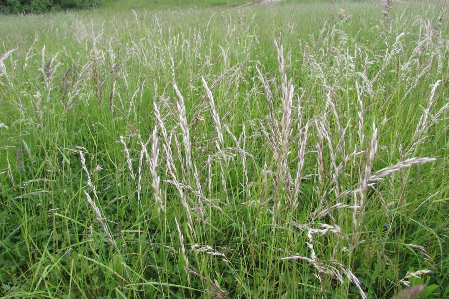 Лисохвост Луговой Alopecúrus praténsis