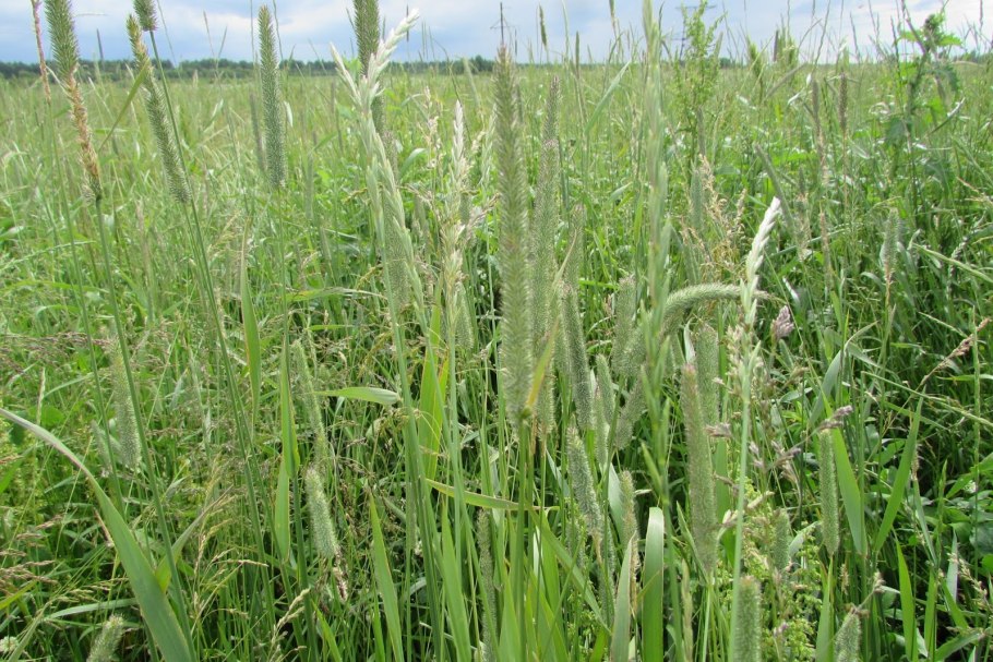 Душистый колосок Anthoxanthum odoratum