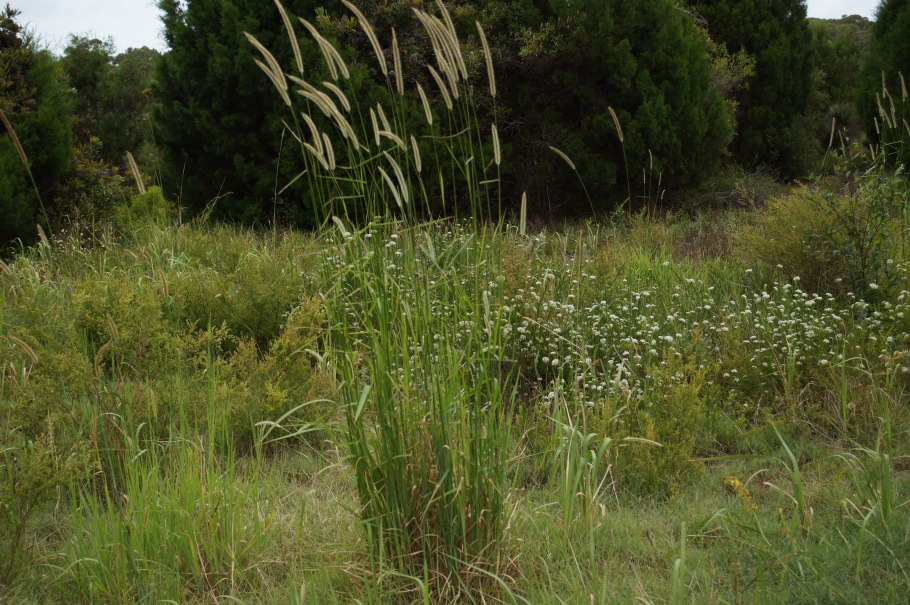 Stipa Zalesskii