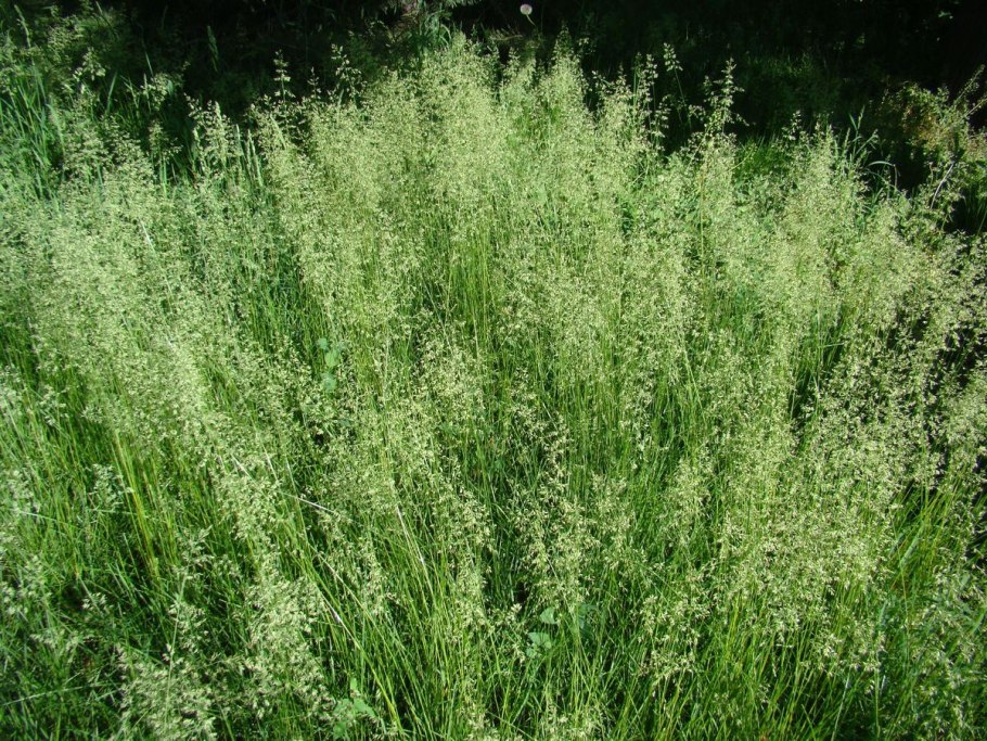 Мятлик Луговой (POA pratensis)