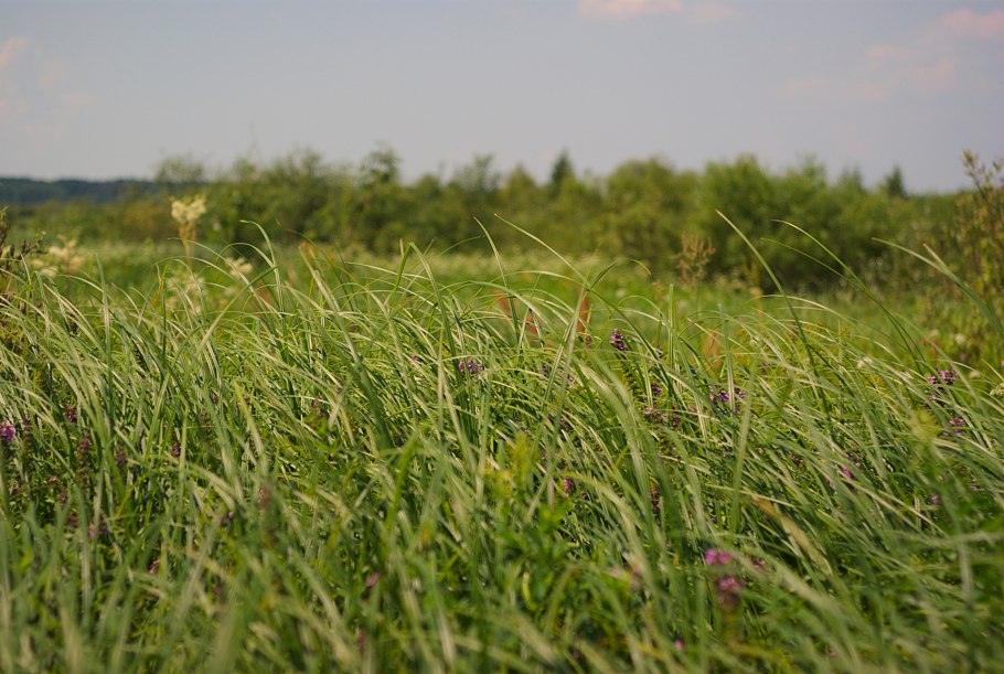 Вейниково Осоковые Луга