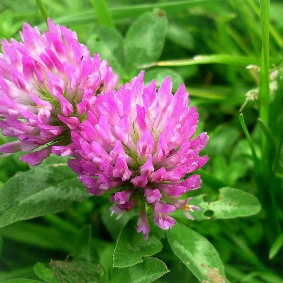 Кормовые травосмеси Barenbrug