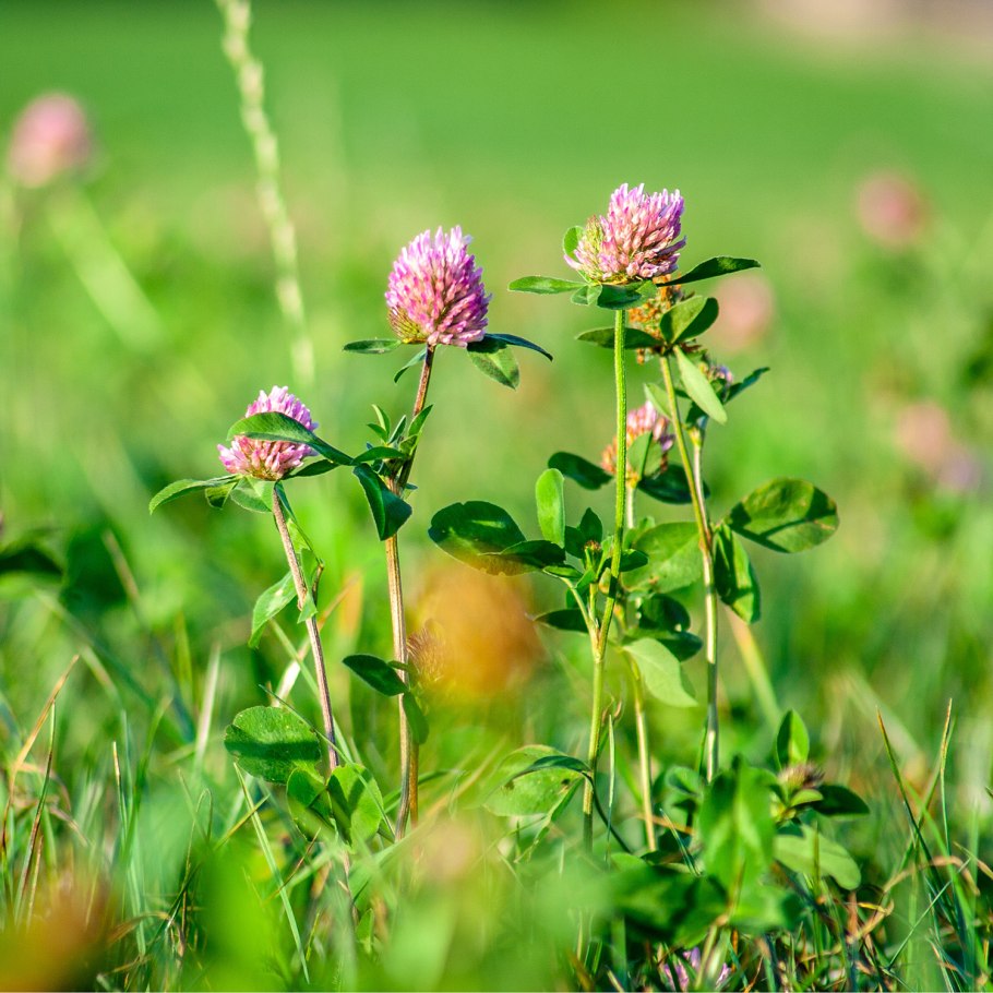 Клевер Луговой царство растений
