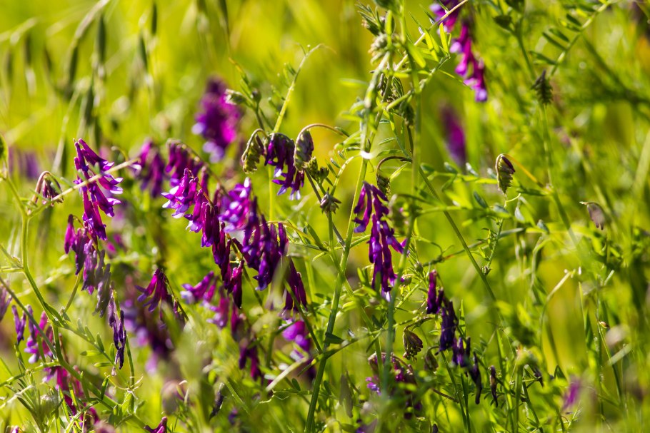 Мятлик Луговой (POA pratensis)