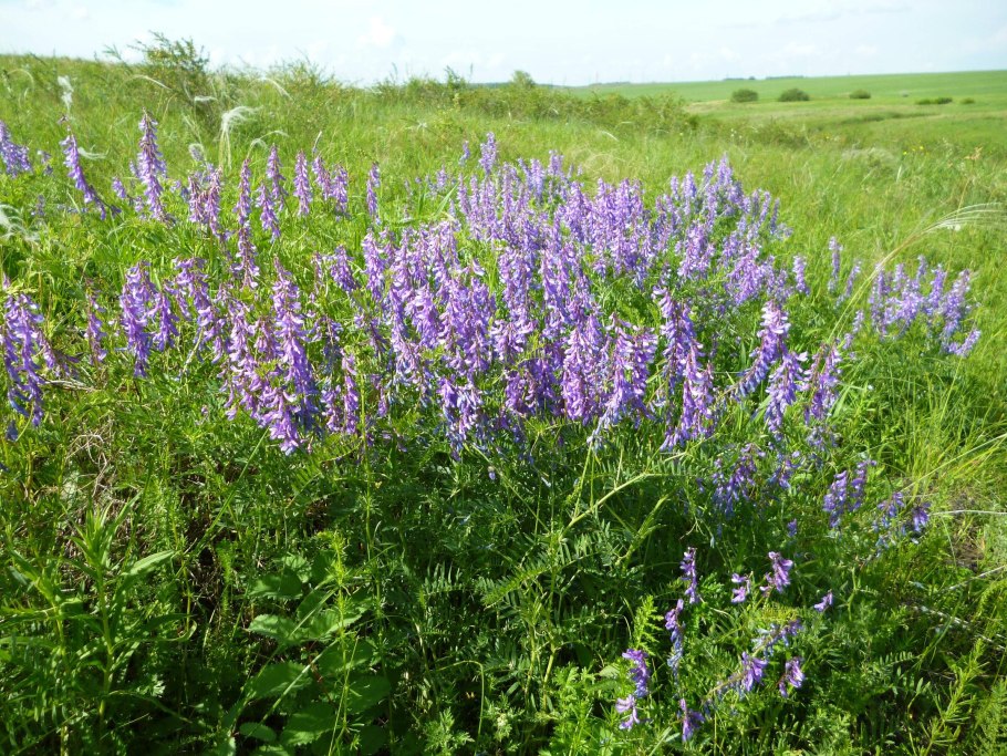 Люцерна мышиный горошек
