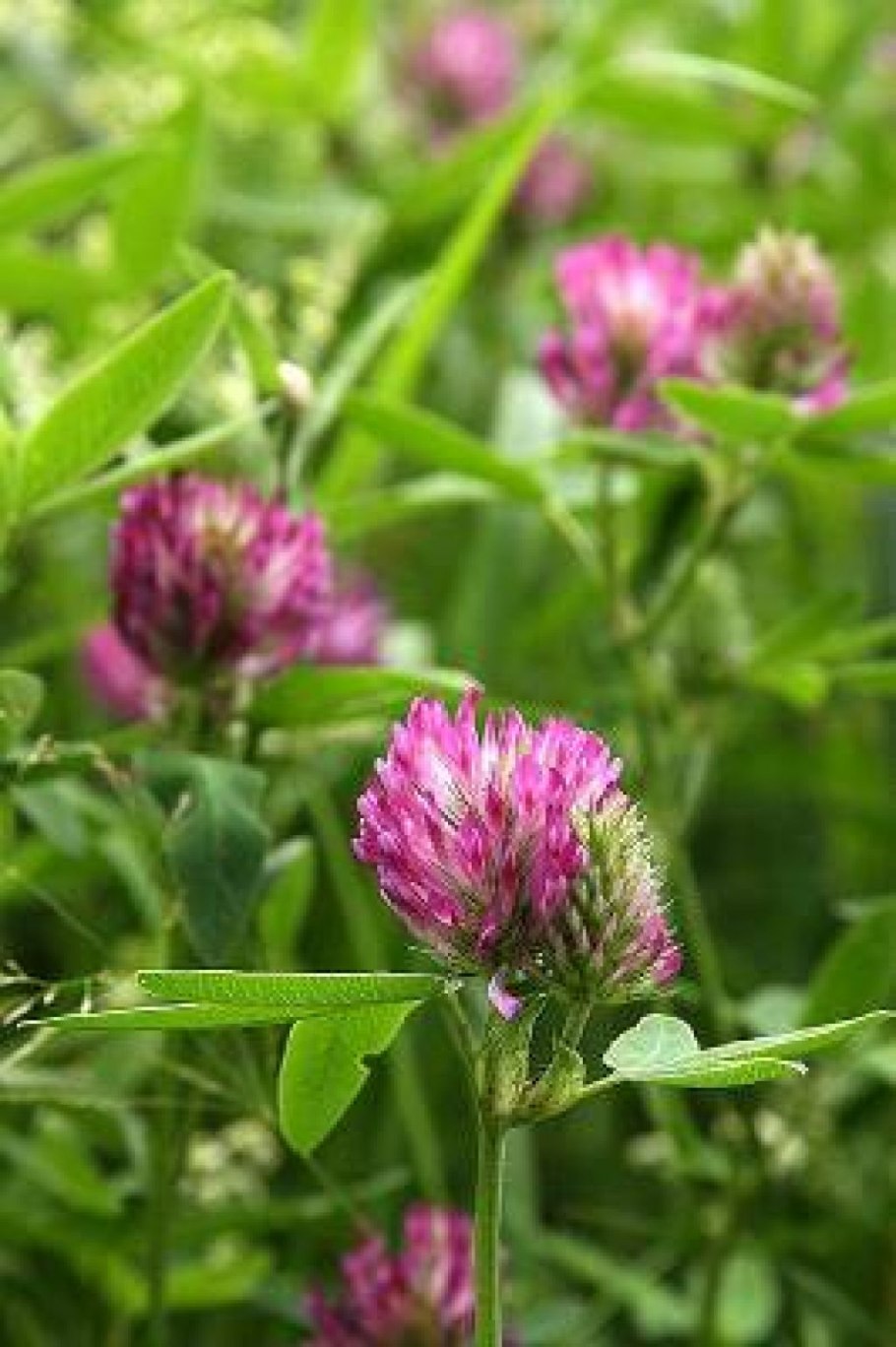 Люцерна синяя посевная