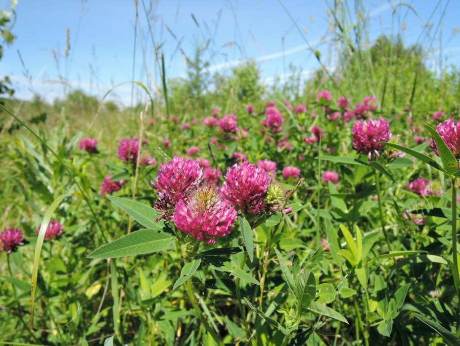 Галега (рута или козлятник)