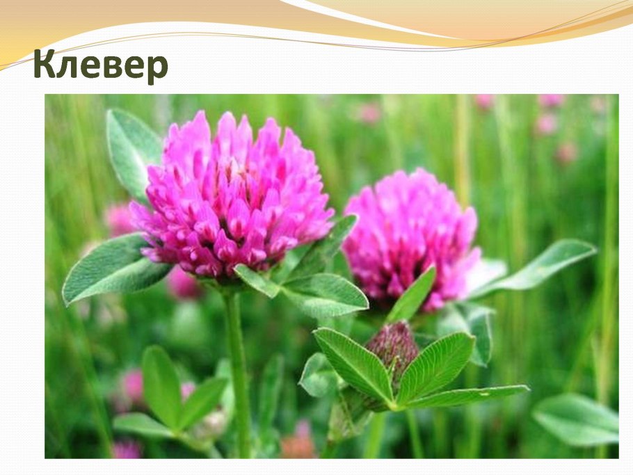 Клевер Луговой поле