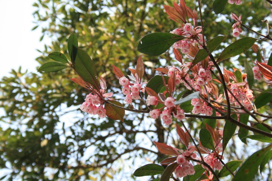 Cantua buxifolia