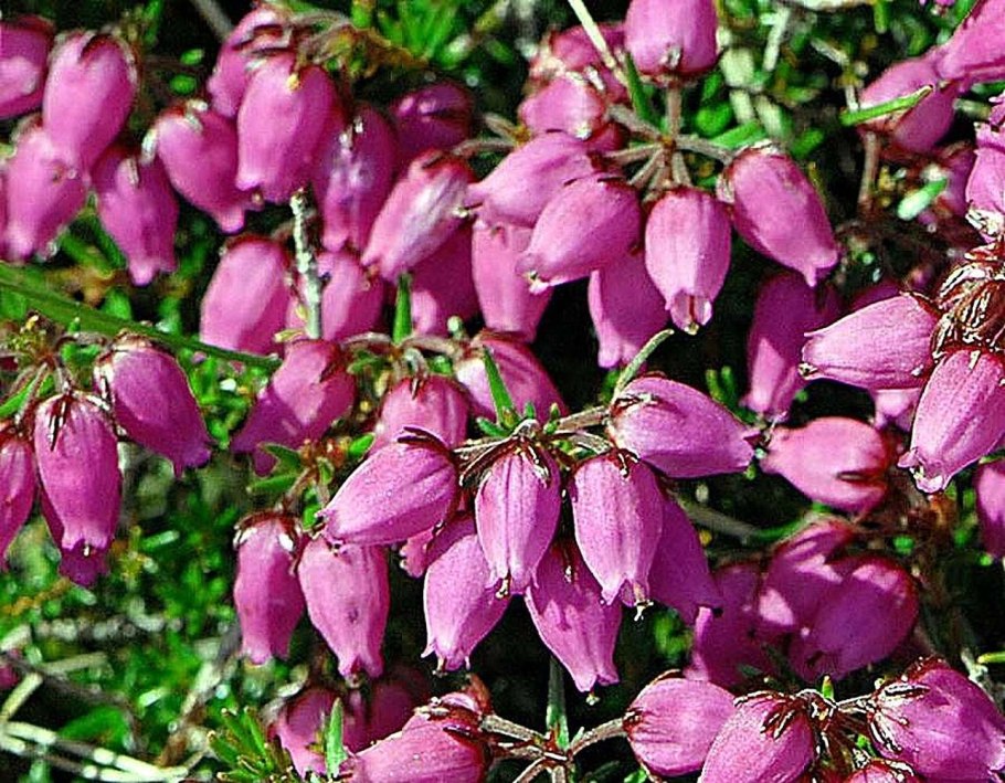 Roridula Gorgonias