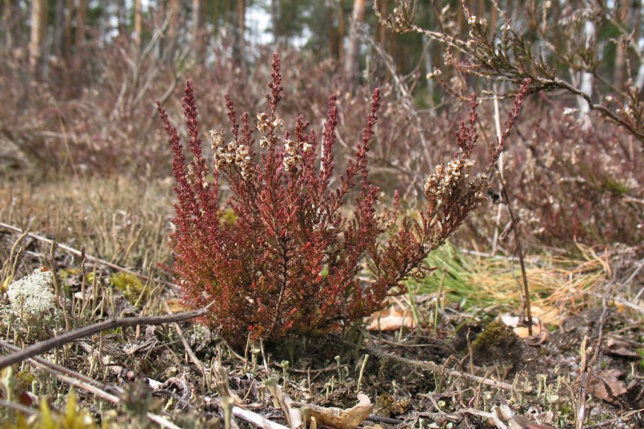Цветок Vaccinium corymbosum