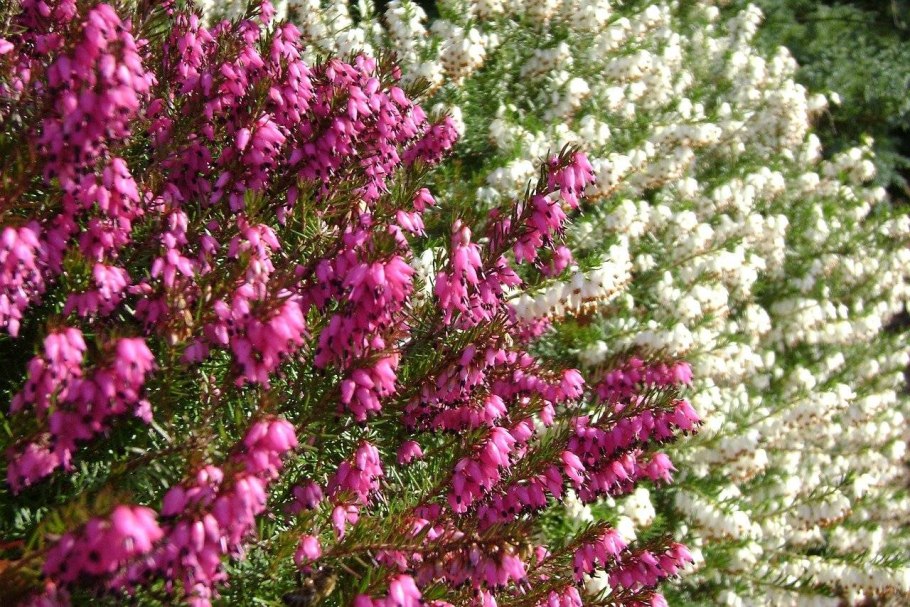 Capparis tomentosa