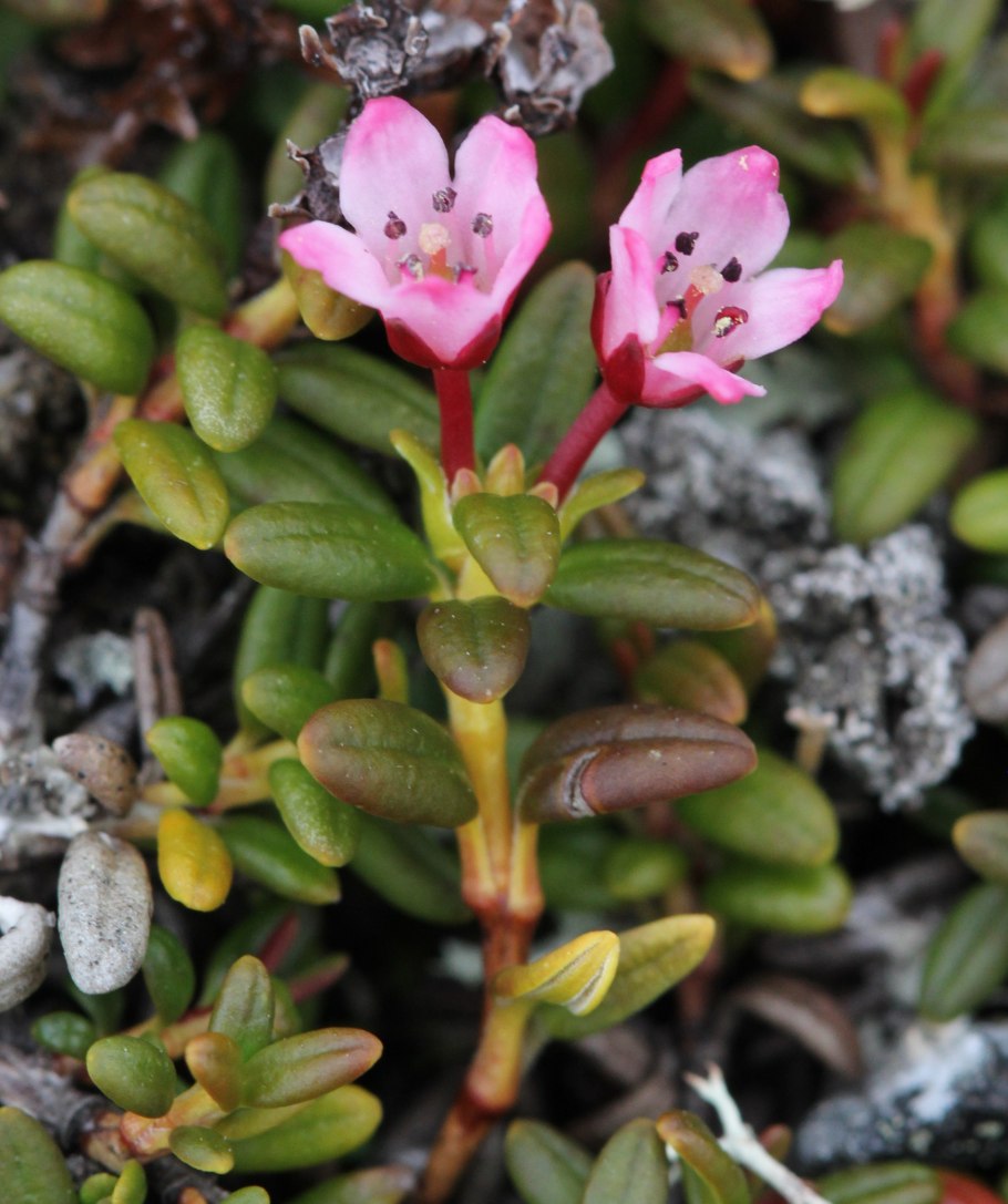 Вереск обыкновенный (Calluna vulgaris)