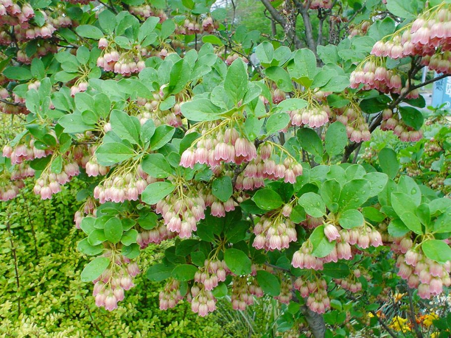 Andromeda polifolia в Санкт-Петербурге