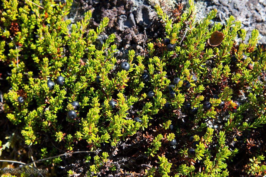 Enkianthus quinqueflorus