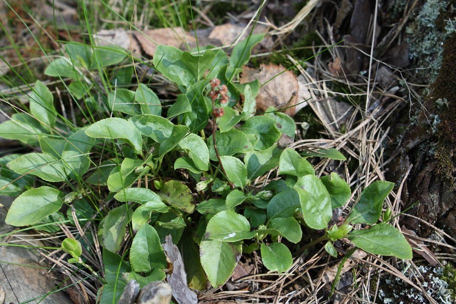 Polemonium caeruleum l.