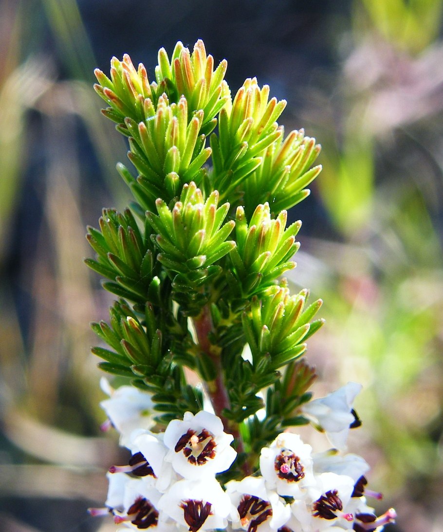 Moscoviae Empetrum
