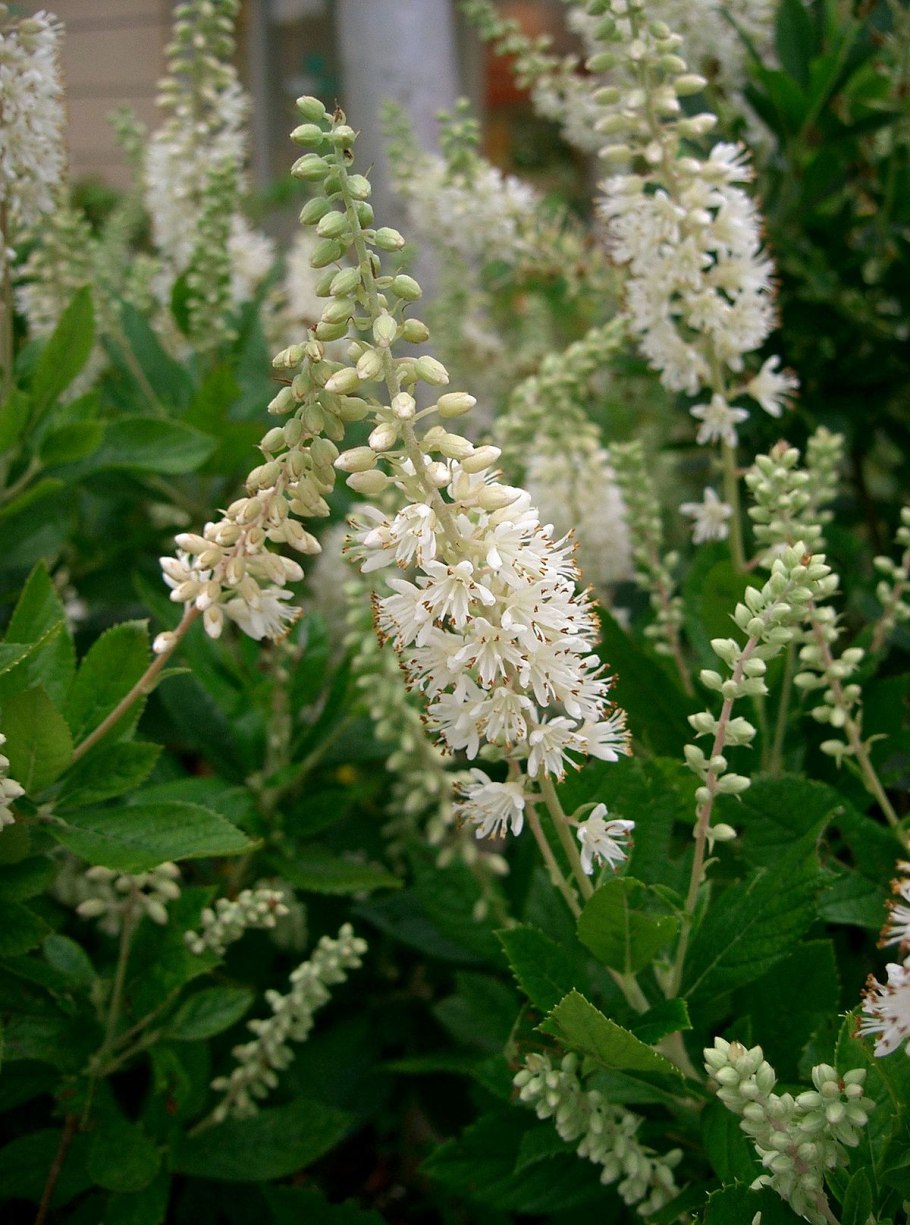 Symplocos paniculata