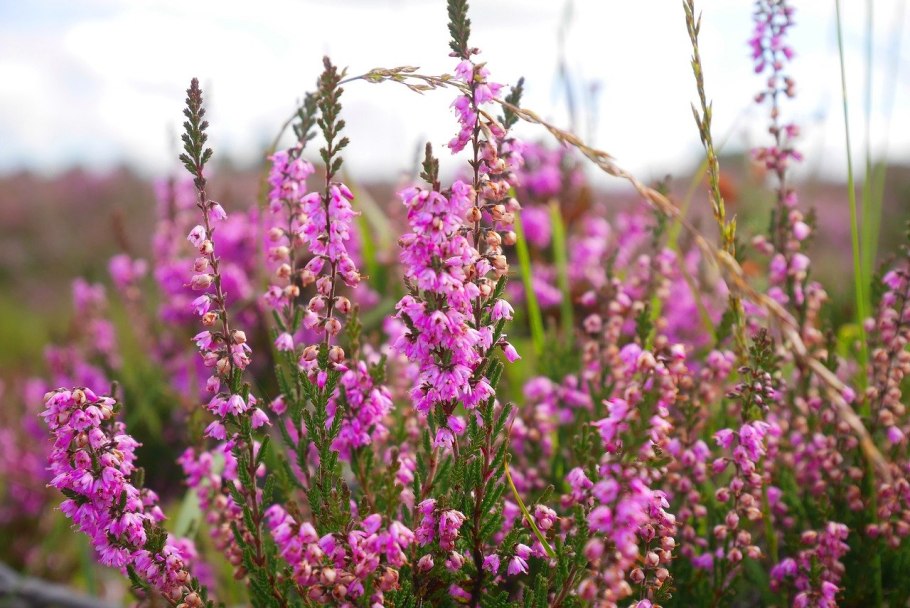Проломник нитевидный Androsace filiformis