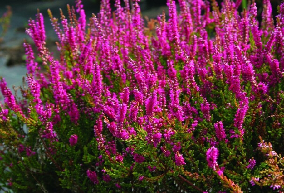 Диапенсия (Diapensia) сем. Диапенсиевые растение цветок