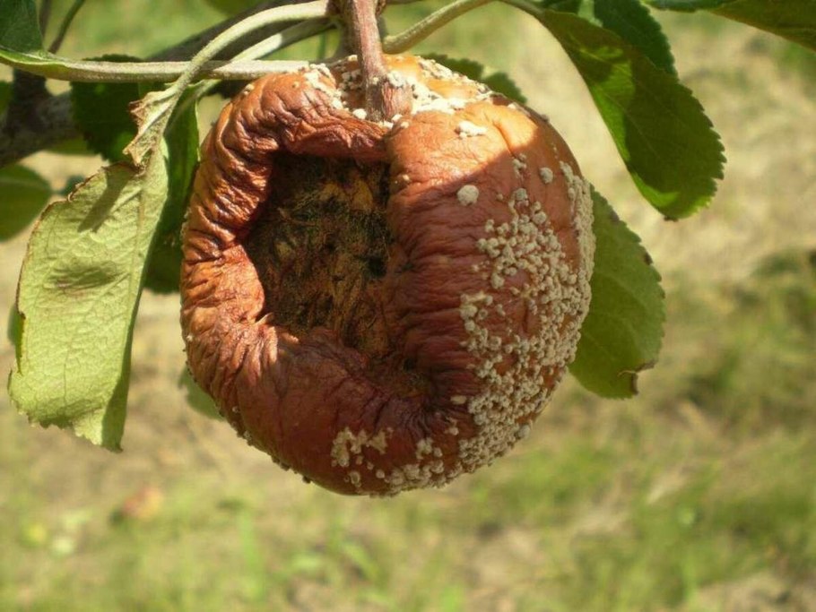 Парша на яблоне