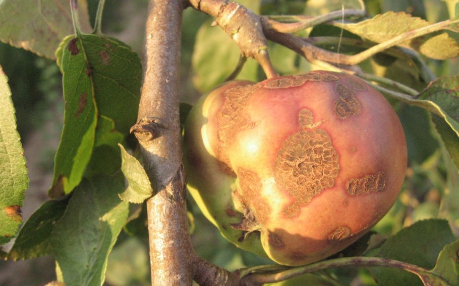 Звездчатое растрескивание плодов яблони