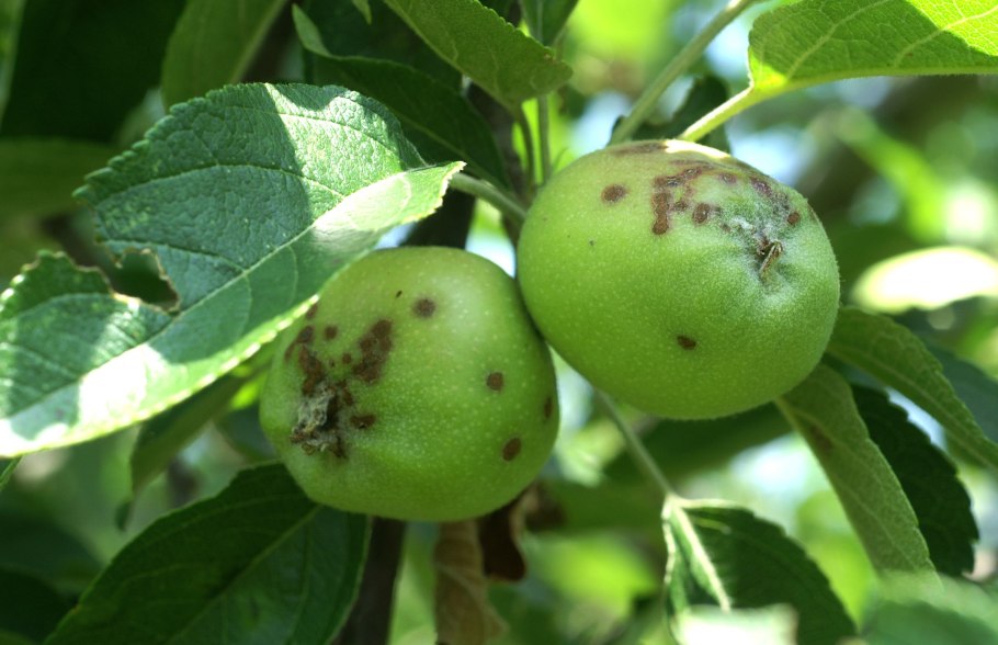 Аскохитозная пятнистость яблони