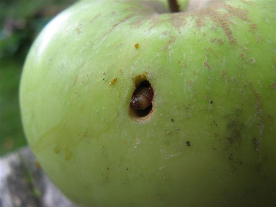 Парша яблони и груши