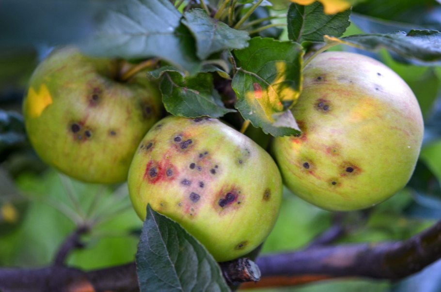 Альтернариоз листьев яблони