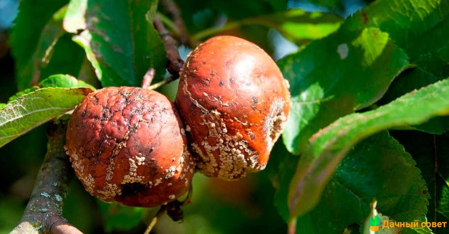 Монилиоз нектарина