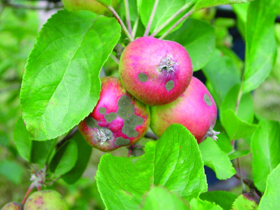 Мучнистая роса на яблоне