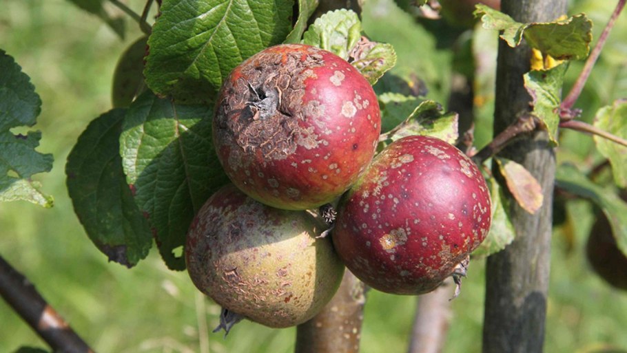 Парша на яблоне