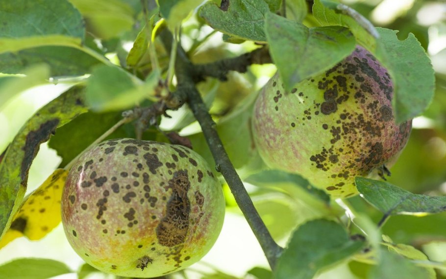 Парша яблони и груши