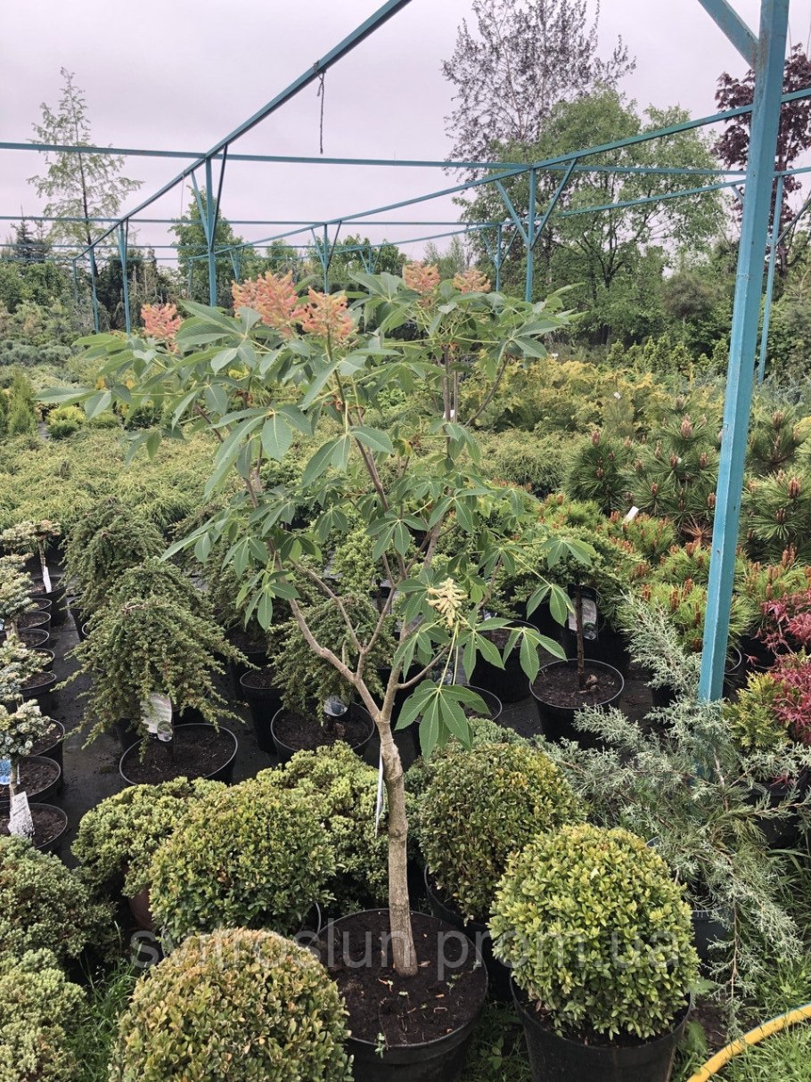 Каштан Франция дерево