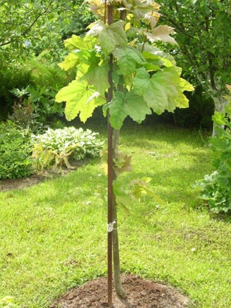 Кустовидная крона