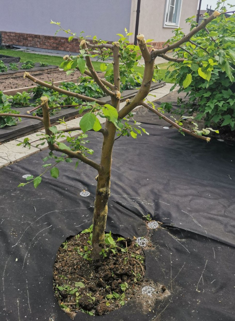 Клен шаровидный Глобозум