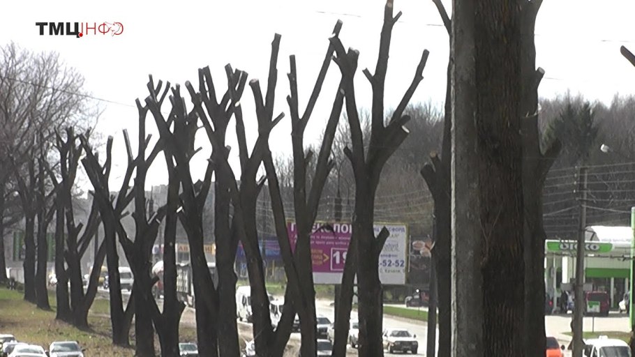 Липа мелколистная шаровидная