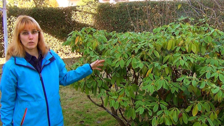 Яблоня Тип ветвления